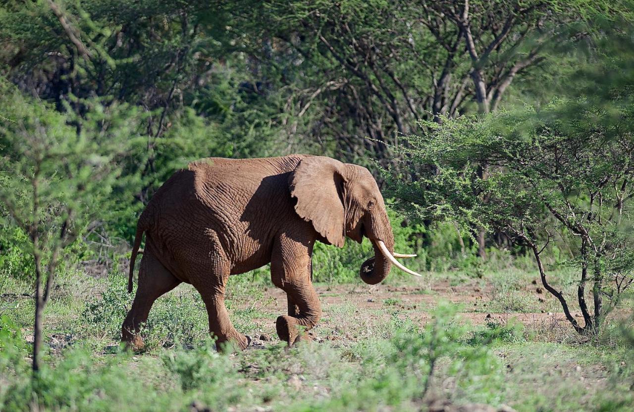 Tsavo West National Park Severin Safari Camp מראה חיצוני תמונה